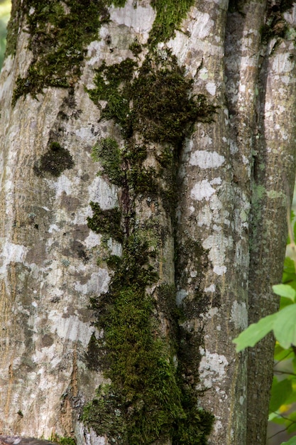 Corteccia di albero verde ruvida incrinata con muschio