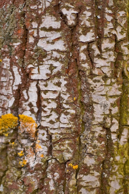 Corteccia di betulla vicino sfondo