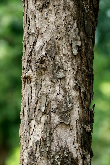 Corteccia di legno in giardino, primo piano Texture