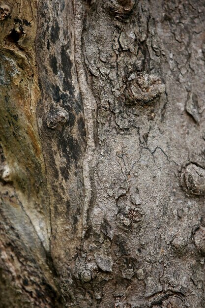 Corteccia di legno in giardino, primo piano Texture