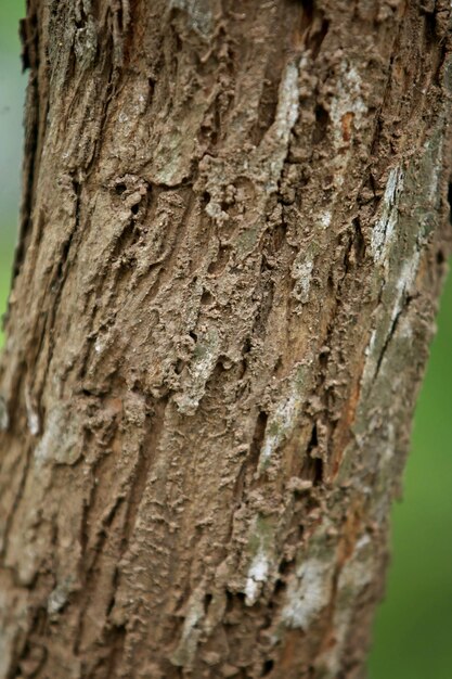Corteccia di legno in giardino, primo piano Texture