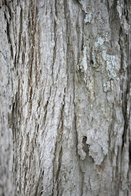 Corteccia di legno nel giardino Close up Texture