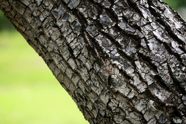 Corteccia di legno nel giardino Close up Texture