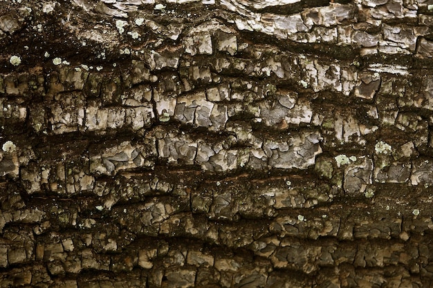 Corteccia di legno nel giardino Close up Texture