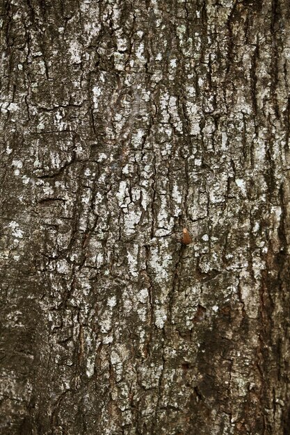 Corteccia di legno nel giardino Close up Texture