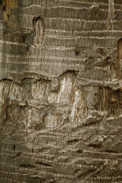 Corteccia di legno nel giardino Close up Texture