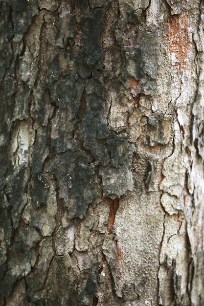 Corteccia di legno nel giardino Close up Texture