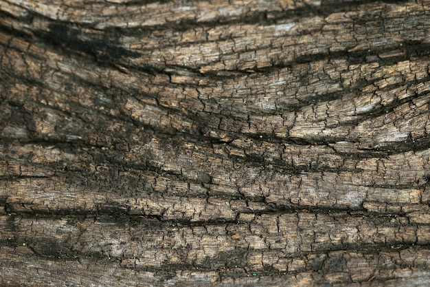 Corteccia di legno nel giardino Close up Texture