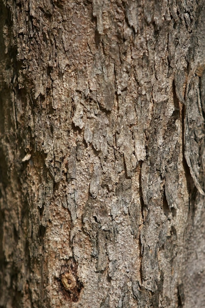 Corteccia di legno nel giardino Close up Texture