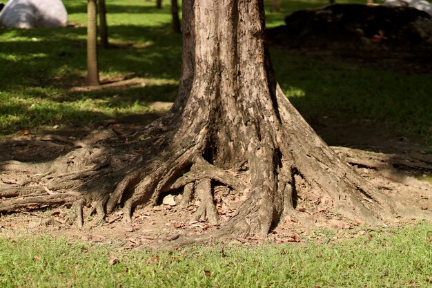 Corteccia di legno nel giardino Close up Texture