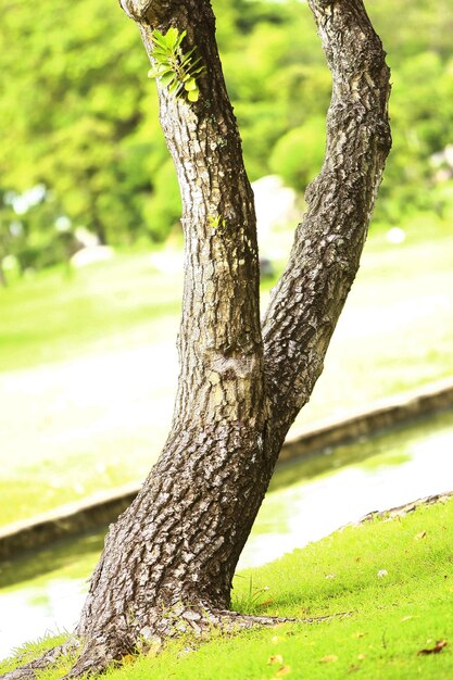 Corteccia di legno nel giardino Close up Texture