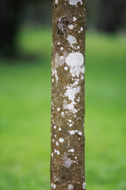 Corteccia di legno nel giardino Close up Texture