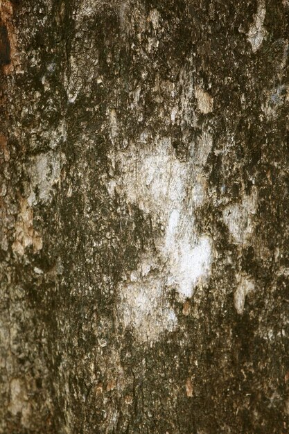 Corteccia di legno nel giardino Close up Texture