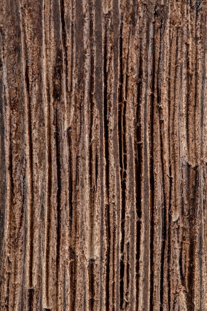 Corteccia di legno scura naturale del fondo di struttura spogliato albero, verticale