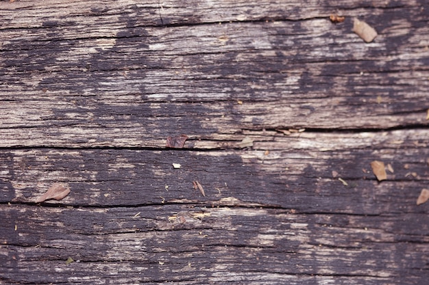 Corteccia di legno Texture di sfondo