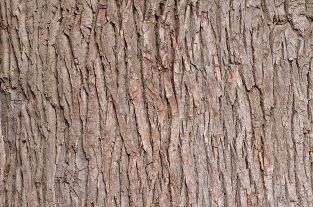 Corteccia di quercia Struttura. Avvicinamento