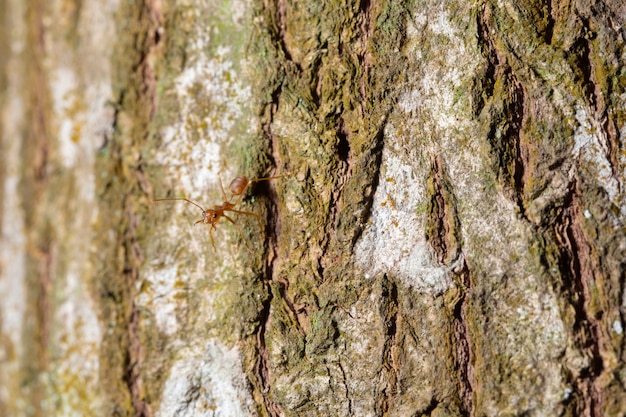 Corteccia di sfondo del modello