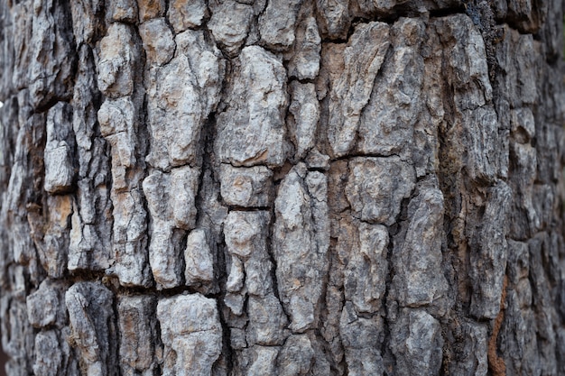 Corteccia di sfondo Texture natura