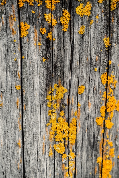 Corteccia di struttura ad albero