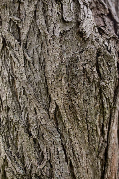 Corteccia di struttura ad albero