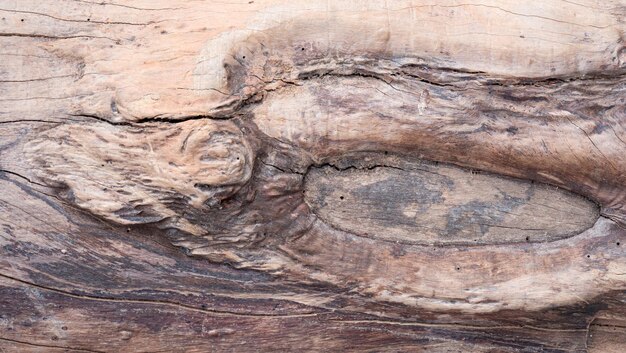 Corteccia di un grande tronco d'albero Disegno a grana di legno Per la fabbricazione di carta da parati o sfondo