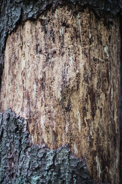 Corteccia di un vecchio albero nel primo piano della foresta Bella superficie astratta strutturata per sfondi e sfondi