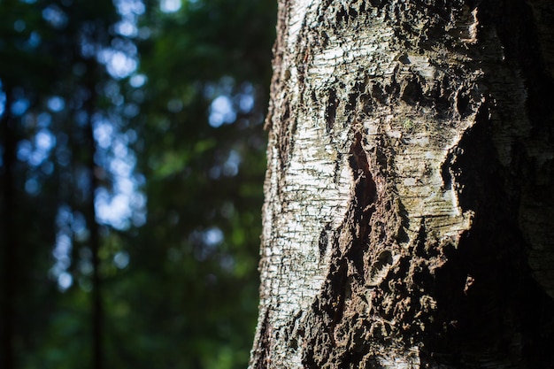 Corteccia di un vecchio albero nel primo piano della foresta Bella superficie astratta strutturata per sfondi e sfondi
