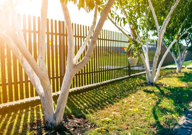 Corteccia imbiancata di alberi da frutto che crescono nel soleggiato giardino frutteto su sfocata copia verde sullo sfondo dello spazio. Giardinaggio e agricoltura, concetto di procedura protettiva.