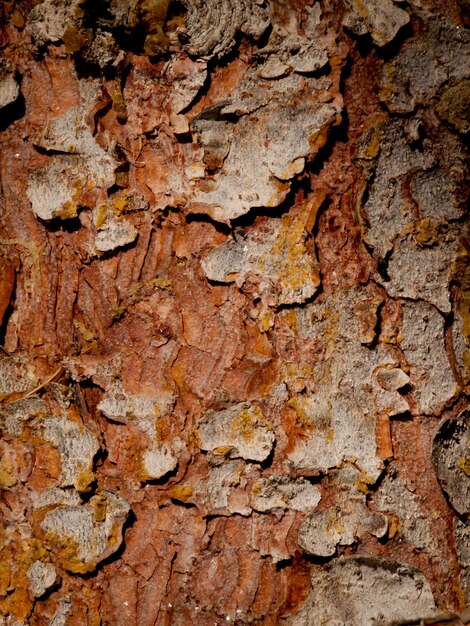 Corteccia raddish traballante di pino.