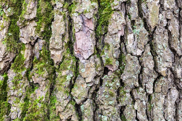 Corteccia scanalata sul tronco maturo dell'albero di ontano