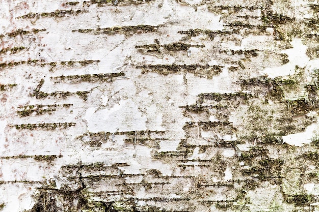 Corteccia strutturata bianca sul tronco dell'albero di betulla