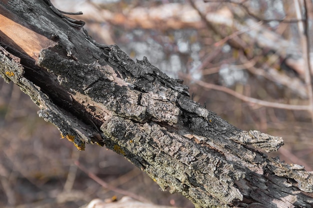 Corteccia su un vecchio albero secco con muschio