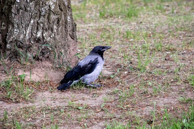 Corvo a terra vicino a un albero