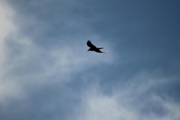 Corvo americano che vola in un cielo blu con nuvole sottili