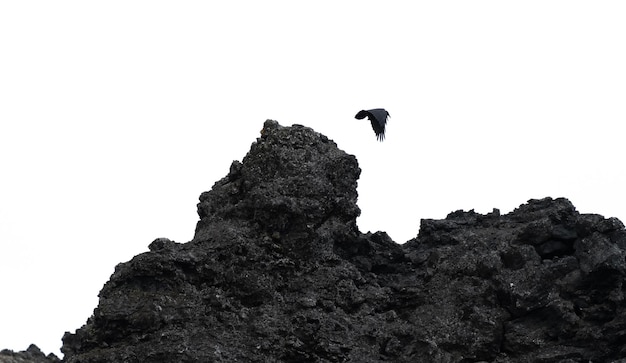 Corvo che lascia il picco di lava sopra il cielo bianco