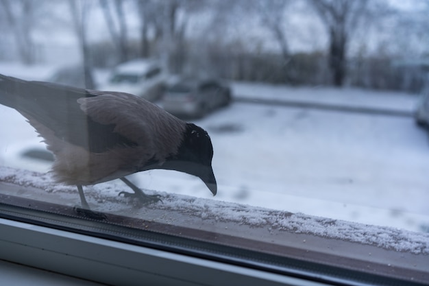 Corvo che mangia fuori dalla finestra in inverno