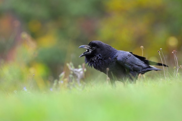 Corvo comune che chiama prateria nella natura estiva