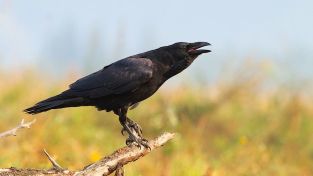 Corvo comune che chiama sul ramo nella natura di autunno.