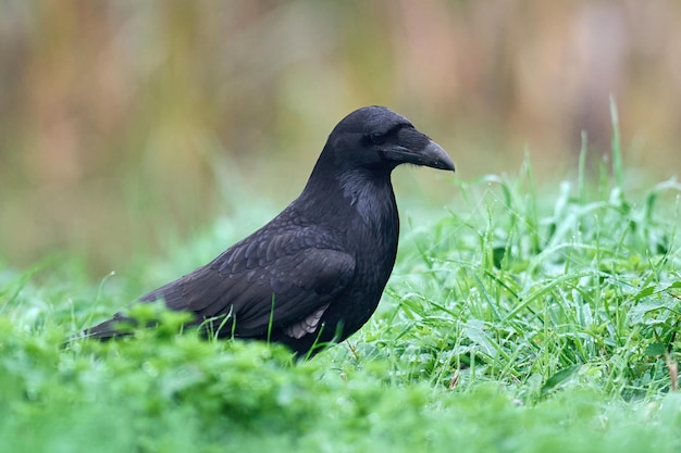 Corvo comune Corvus corax