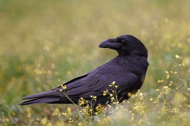 Corvo comune Corvus corax