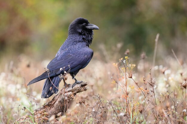 Corvo comune seduto sul legno in ambiente autunnale