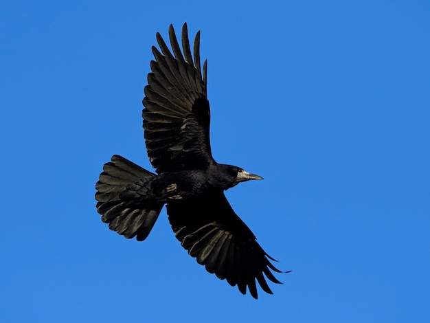 Corvo Corvus frugilegus