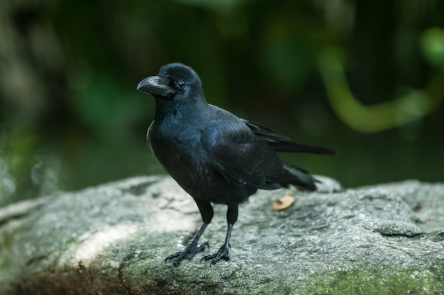 Corvo dal becco grosso (Corvus macrorhynchos)