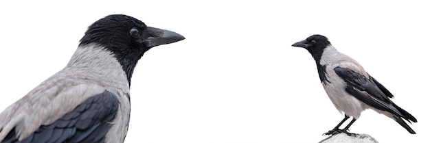 Corvo grigio isolato su sfondo bianco set di corvi primo piano su uno sfondo bianco