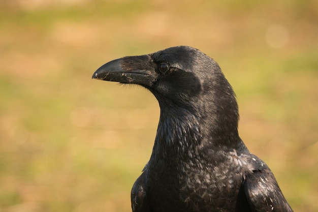 Corvo nella natura