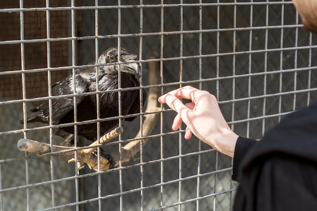Corvo nero in una gabbia. Uccello in cattività.