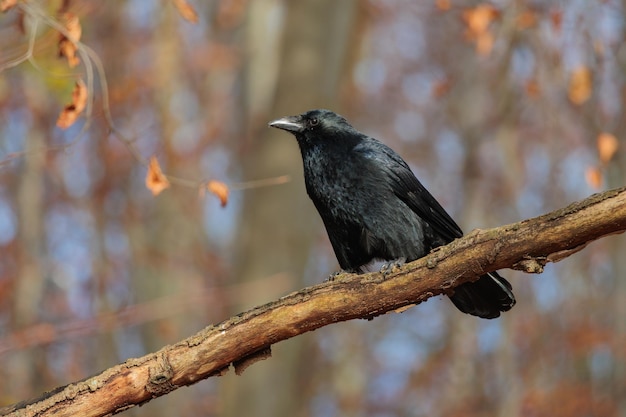 Corvo nero seduto nel ramo di un albero