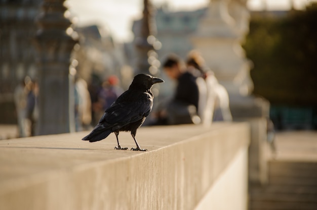 Corvo nero seduto sul parapetto di cemento