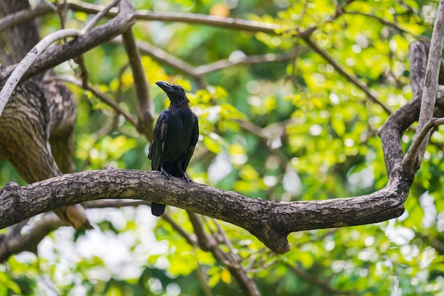 Corvo nero sui rami degli alberi