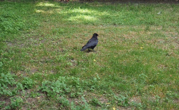 Corvo nome scientifico Corvus uccello animale